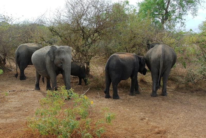 Les éléphants du Sri-Lanka